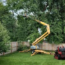 Trusted Rowland Heights, CA Tree Services Experts